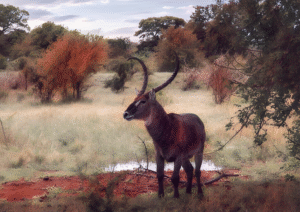 Waterbuck at the Waterhole| African Serenity
