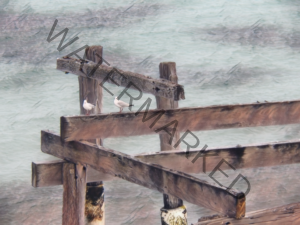 Hamelin Bay Jetty Remains with Seagulls Art Print
