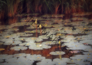 Water Lily Pond Print | Lily Pads Botanical  Wall Art